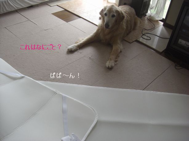 e0142430_1155385.jpg
