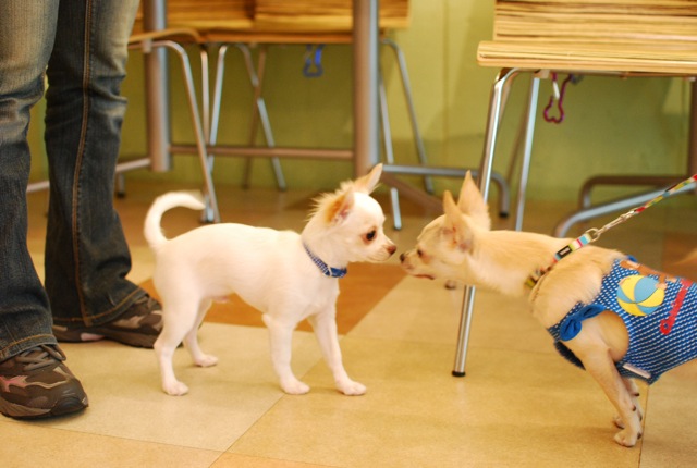 子犬クラス_c0099133_2553213.jpg