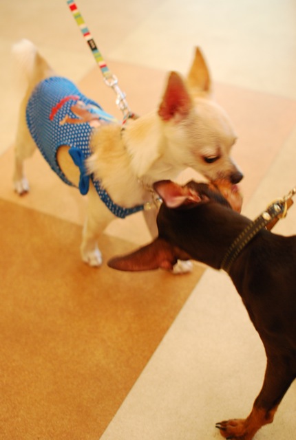 子犬クラス_c0099133_2554776.jpg