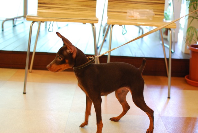 子犬クラス_c0099133_2555934.jpg