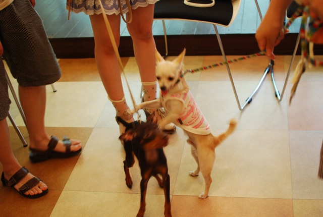 子犬クラス_c0099133_2563043.jpg