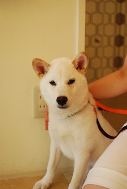 子犬クラス_c0099133_2564029.jpg