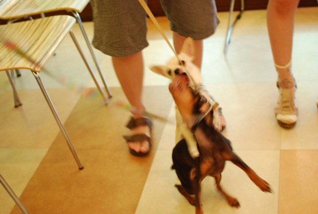 子犬クラス_c0099133_2565187.jpg