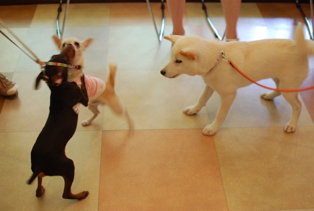 子犬クラス_c0099133_257157.jpg
