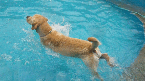 a0142343_15385351.gif