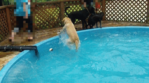 a0142343_1540462.gif