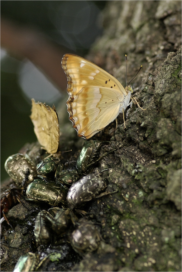 ■■クヌギの樹液に集まる昆虫たち（3）・・・・・コムラサキ（メス）■■_a0133250_1913291.jpg