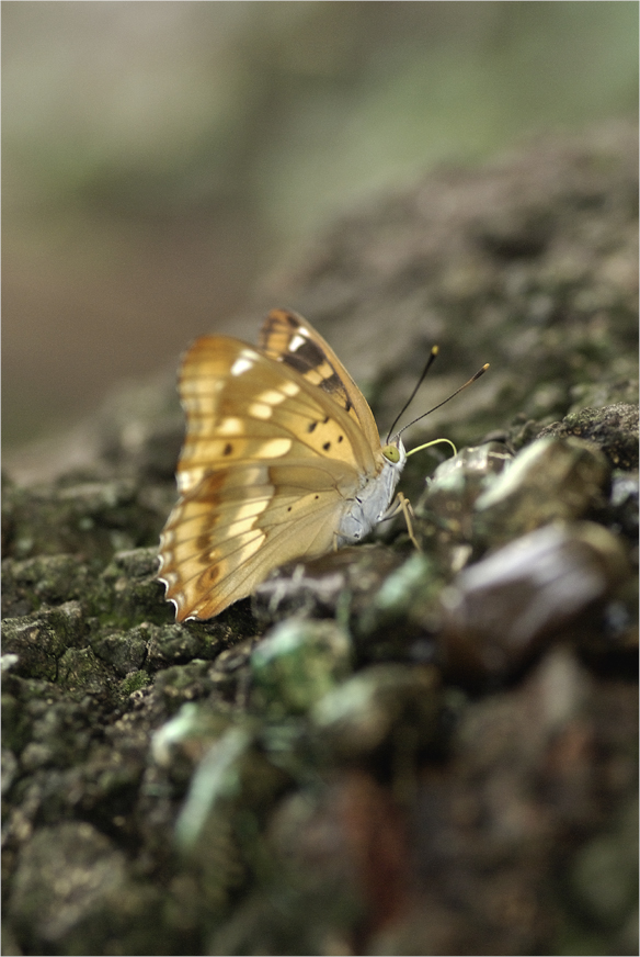 ■■クヌギの樹液に集まる昆虫たち（3）・・・・・コムラサキ（メス）■■_a0133250_1922876.jpg