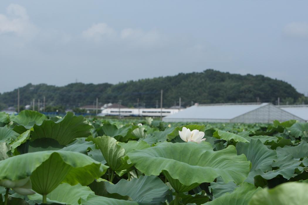 霞ヶ浦　＜４＞　レンコン生産量日本一！！_e0143883_20584872.jpg