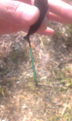 e0181885_1724425.jpg