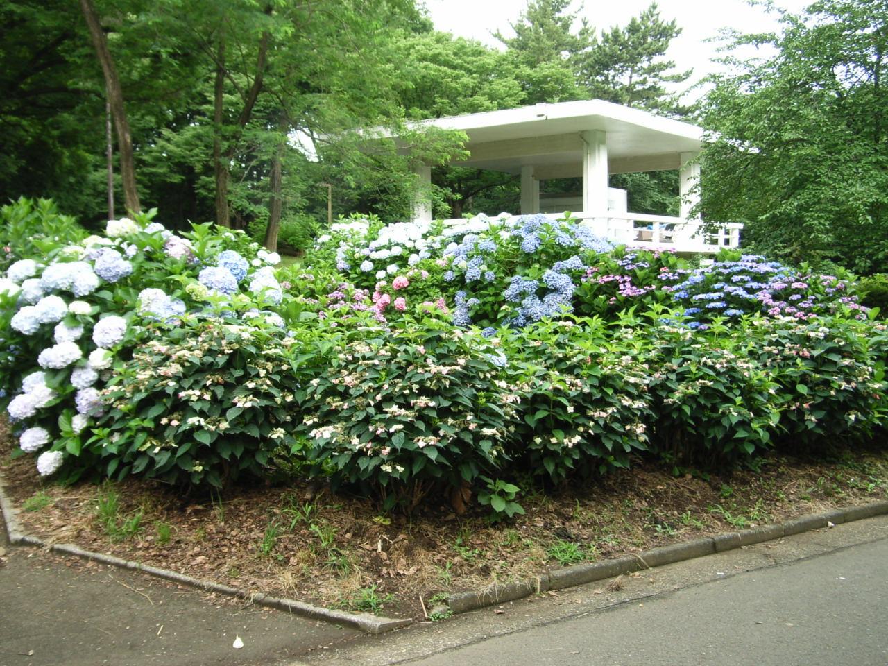 代々木公園のアジサイ再び_e0188287_12405449.jpg