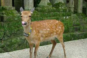 春日大社_b0142989_9585243.jpg