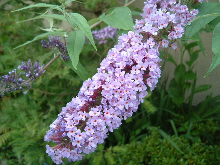 f0215591_055471.jpg