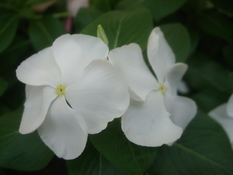 2010年・夏_f0153998_19543417.jpg