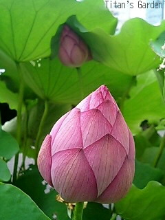 Nelumbo nucifera \'Myouren\'_b0099813_1311592.jpg