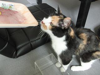 c0201113_20234528.jpg