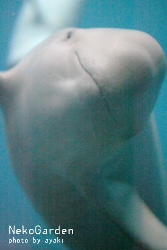 d0164118_2094517.jpg