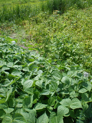 c0124619_363344.jpg