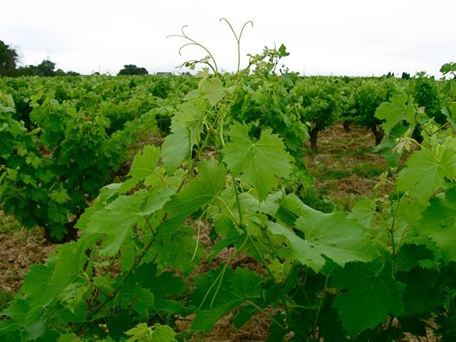 c0188527_1475366.jpg