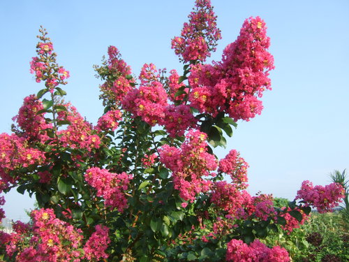 サルすべりの花は....赤、白、ピンク!_b0137932_22353071.jpg