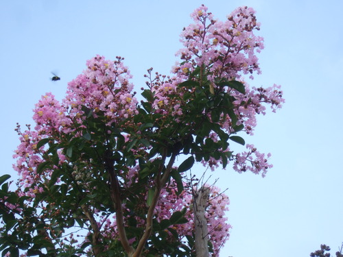 サルすべりの花は....赤、白、ピンク!_b0137932_2236153.jpg