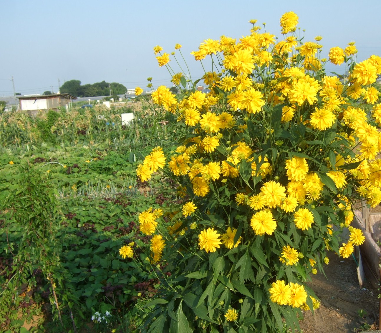 サルすべりの花は....赤、白、ピンク!_b0137932_22512756.jpg