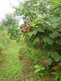 f0167635_6102750.jpg