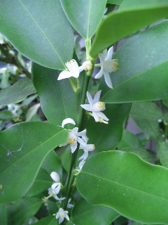 金柑の花が咲きました。_d0136556_21505537.jpg