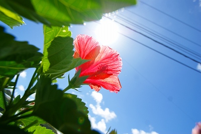 夏～ひまわり・海～_a0117858_20193640.jpg