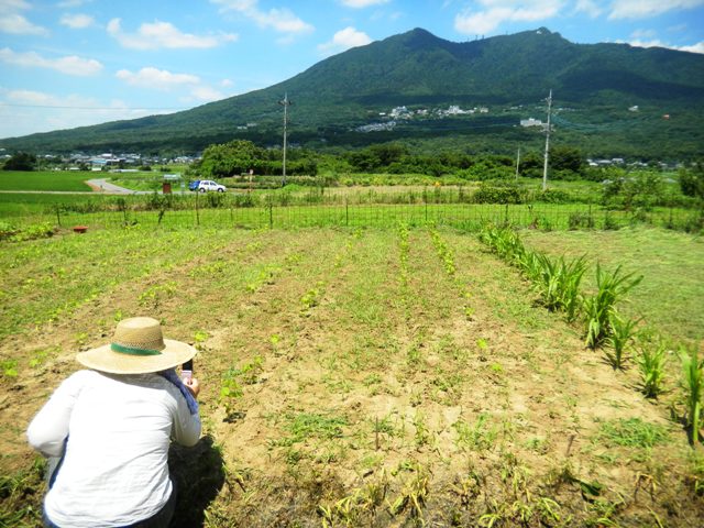 また、草取りと神郡（かんごおり）_d0180458_15142337.jpg