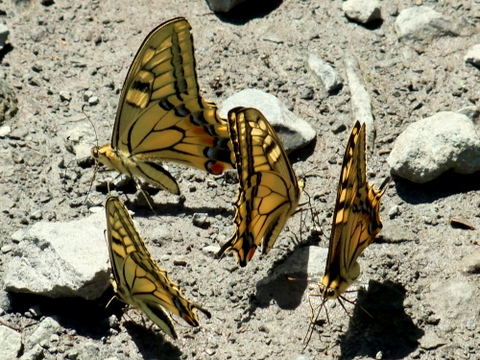 b0165760_15261659.jpg