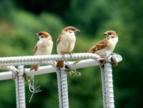 b0165760_15355926.jpg