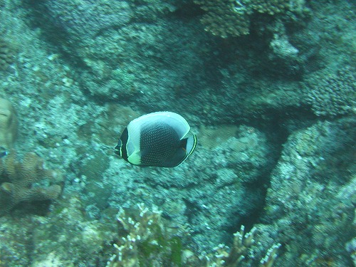 c0180460_1634228.jpg