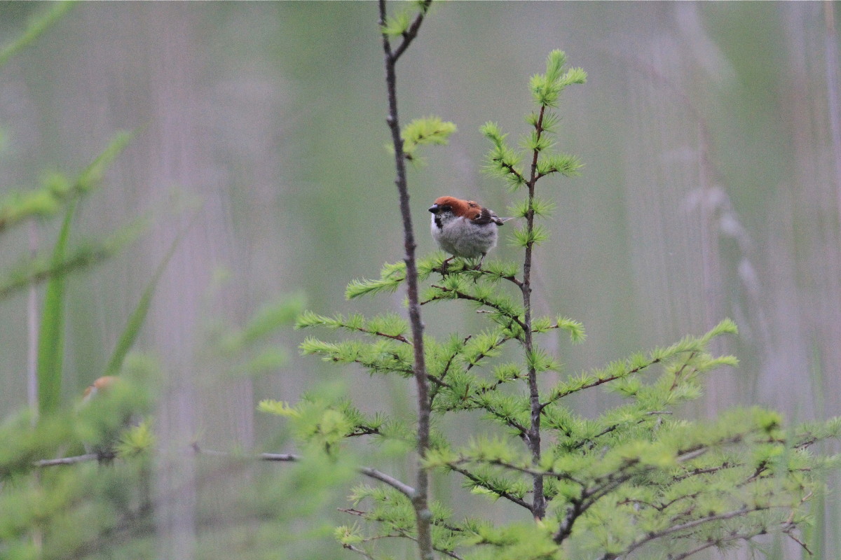 湿原のニュウナイスズメ_e0071967_223246.jpg