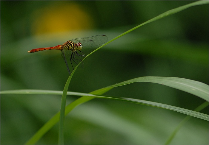 今シーズンも確認_f0088971_22395515.jpg