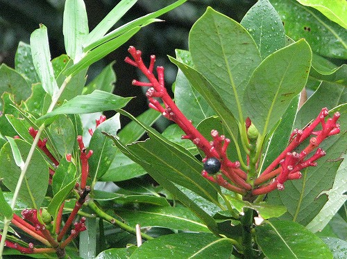 タブノキ果柄 ハキダメギク モンキクロノメイガ アリグモ 蟻蜘蛛 メス 花と葉っぱ
