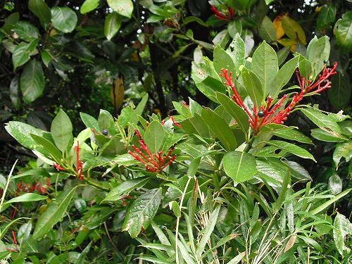タブノキ果柄 ハキダメギク モンキクロノメイガ アリグモ 蟻蜘蛛 メス 花と葉っぱ