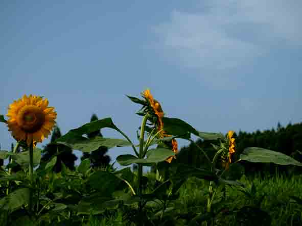 d0088788_2156114.jpg