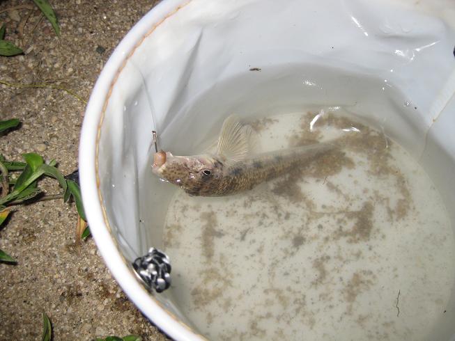 8 3 矢作川ウナギ釣り Boelkeの釣り日記