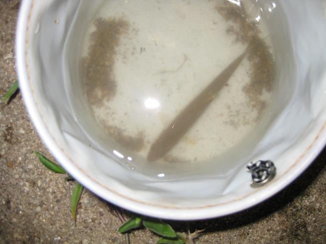 8 3 矢作川ウナギ釣り Boelkeの釣り日記