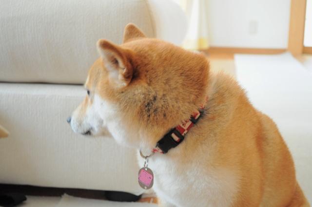 誰にも言わないでね!_a0126590_7555052.jpg