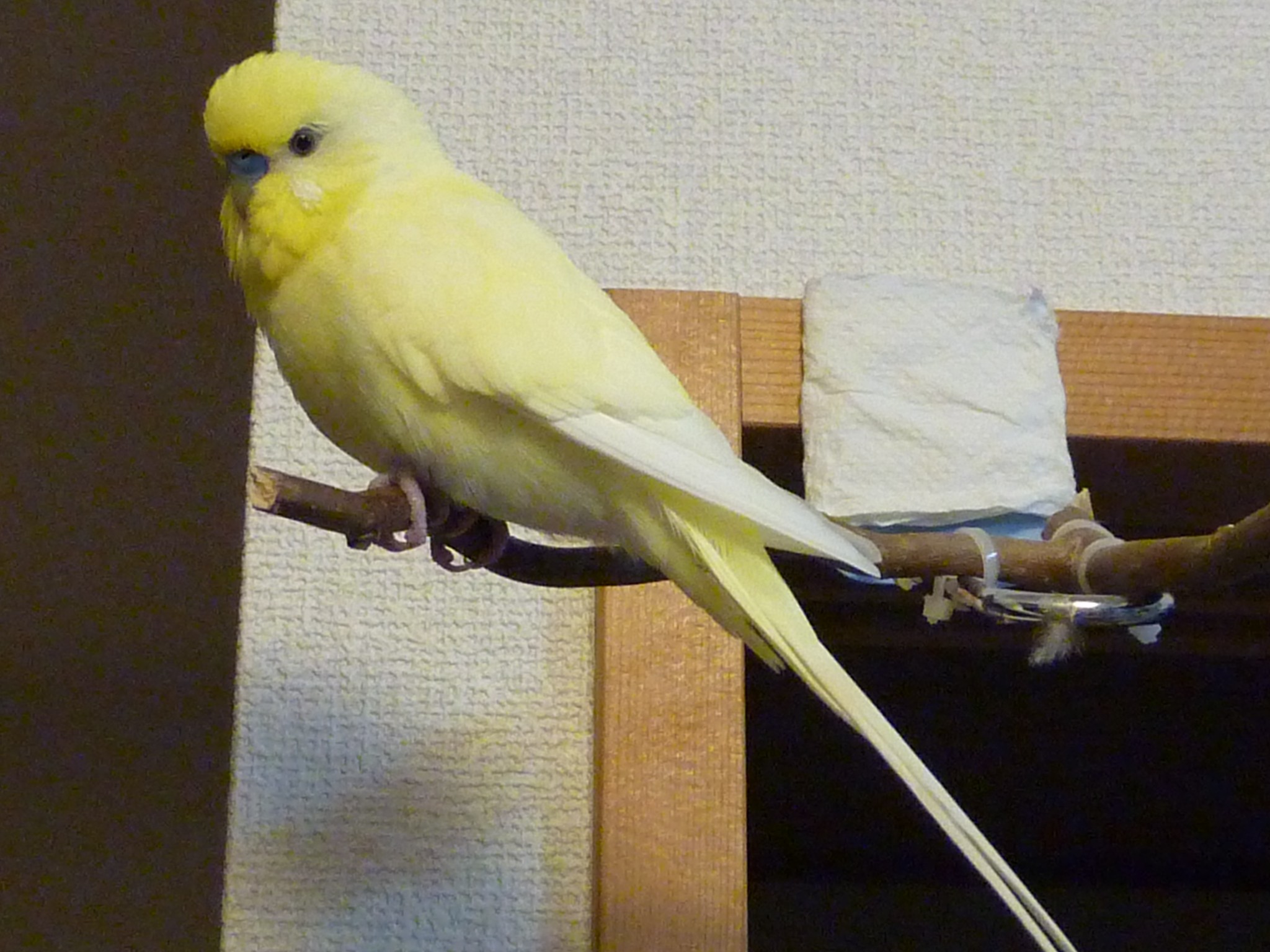 ひなたんは黄色いインコ 単身赴任のお留守番 ひなたんは黄色いインコ 単身赴任のお留守番
