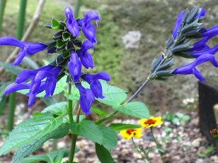 青いセージ 花が教えてくれたこと