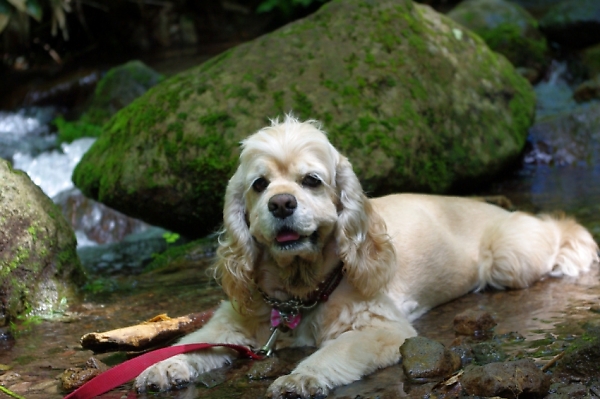 犬連れ山登り 2 マリちゃん的山登り_b0067012_0225792.jpg