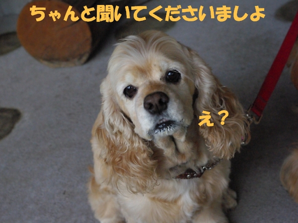 犬連れ山登り 2 マリちゃん的山登り_b0067012_0421199.jpg