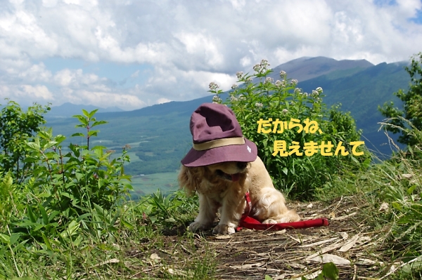 犬連れ山登り 2 マリちゃん的山登り_b0067012_1115270.jpg