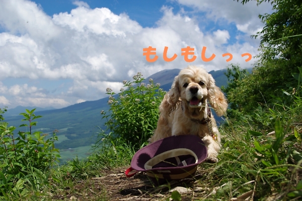 犬連れ山登り 2 マリちゃん的山登り_b0067012_12189.jpg