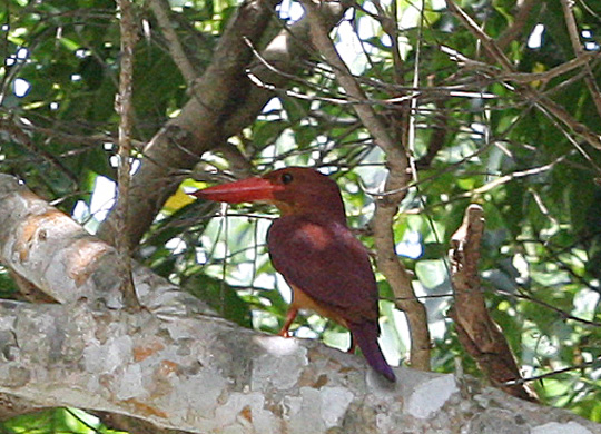 リュウキュウアカショウビン Halcyon coromanda bangsi_f0161823_2051128.jpg