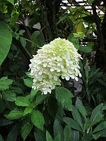 吉沢悠　的進化_e0080345_98395.jpg