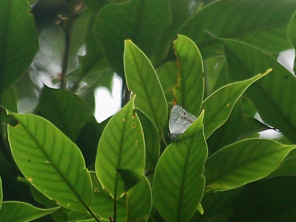 c0045352_20421415.jpg
